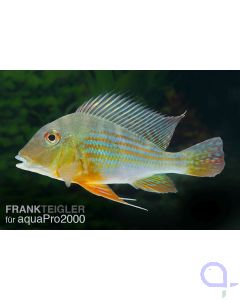 Rotstreifen Erdfresser- Geophagus surinamensis