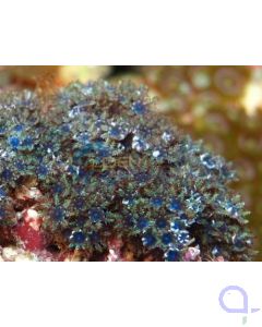 Alcyonium verseveldti (sympodium) - Blaue Weichkoralle