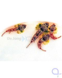Synchiropus morrisoni - Morrison´s Leierfisch