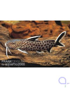 Kuckucks-Fiederbartwels - Synodontis petricola Adult