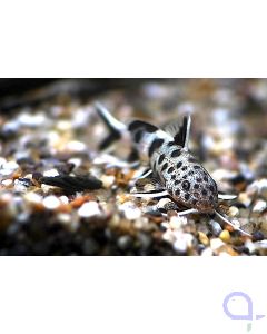 Synodontis lucippinis - Zwerg Fiederbartwels