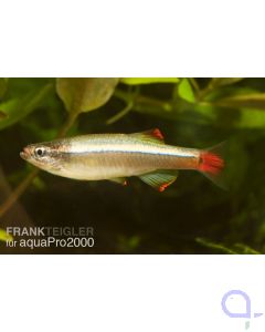 Kardinalfisch - Tanichthys albonubes