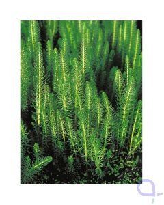 Hippuris vulgaris - Tannenwedel Sauerstoffpflanze