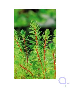 Myriophyllum brasiliensis Red Stem - Tausendblatt