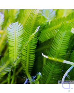 Caulerpa taxifolia - Meerwasser Kriechsprossalge