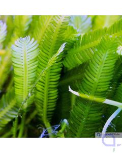 Caulerpa taxifolia closeup