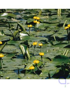 Nuphar lutea - Gelbe Teichrose