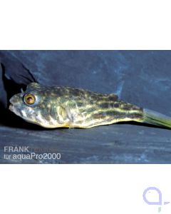 Nilkugelfisch - Tetraodon lineatus (fahaka)