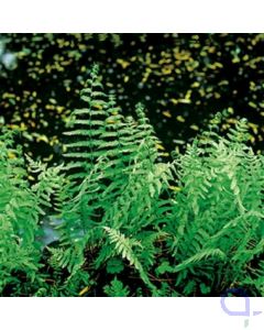 Duftende Spiranthe