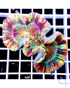 Trachyphyllia Rainbow