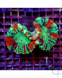 Trachyphyllia Bleeding Apple