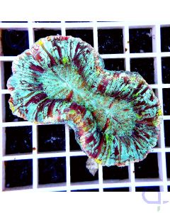 Trachyphyllia Aussie Rainbow Premium