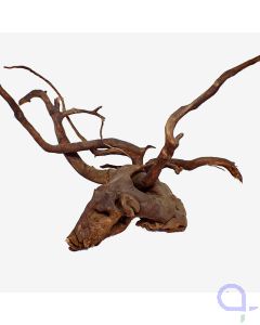 Dunkle Moorwurzel - wysiwyg - 016