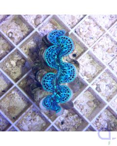 Tridacna maxima 4-5cm "Electric Blue"