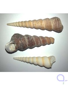 Turmschnecke - Turritella Schneckenhaus 6-8 cm