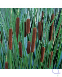 Typha latifolia - Breitblättriger Rohrkolben