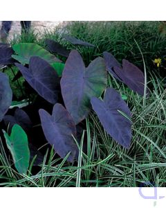 Colocasia rubra Black Magic - Black Elephants ear - XL 18x18 cm 
