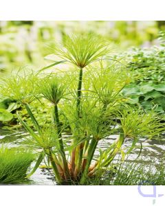 Cyperus Percamentus - Papyrus Pflanze - 18 cm Korb