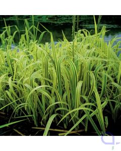 Glyceria maxima Variegata - Bunter Wasserschwaden XL