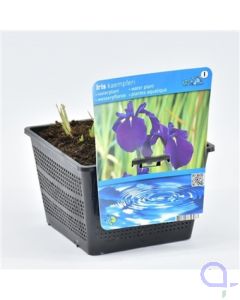 Iris kaempferi - Japanische Sumpfschwertlilie Lila XL 18x18 cm