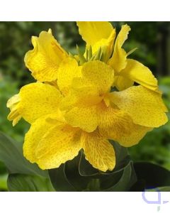 Canna Gelb - Gelbes Blumenrohr - XL 18x18 cm 