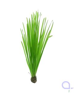 Vallisneria spiralis - Glattblättrige Sumpfschraube