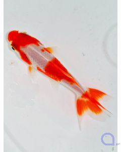 Wakin Goldfisch Rot/Rot-Weiß - Carassius auratus