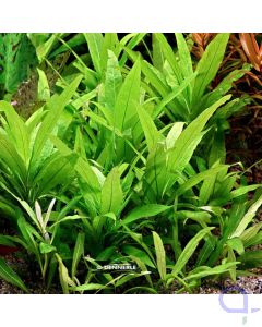 Hygrophila corymbosa Stricta - Riesenwasserfreund