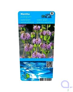Mentha pulegium - Wasserminze Etikett