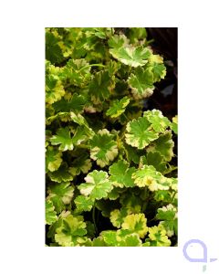 Hydrocotyle sibthorpioides variegata - Bunter Wassernabel