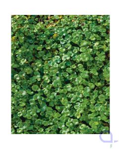 Hydrocotyle nova-zealandiae - Wassernabel Sauerstoffpflanze 11x11 cm