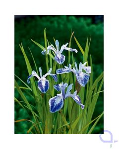 Iris laevigata Mottled Beauty