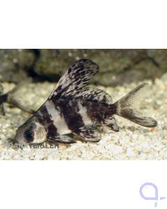 Wimpelkarpfen - Myxocyprinus asiaticus