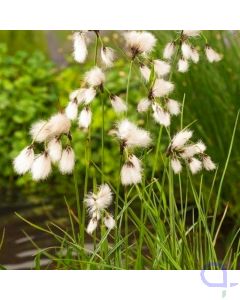 Eriophorum angustifolium - Schmalblättriges Wollgras Weiß