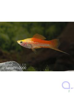 Ananas Schwertträger - Xiphophorus helleri