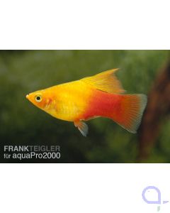 Papageienplaty Simpson - Xiphophorus variatus