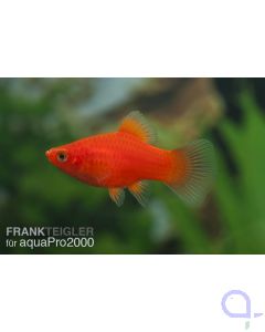 Korallenplaty Rot - Xiphophorus maculatus