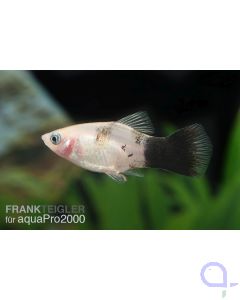 Panda Platy - Xiphophorus maculatus