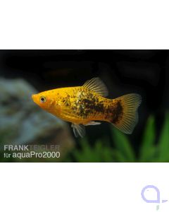 Platy Gold-Tuxedo - Xiphophorus maculatus