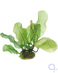 Aponogeton madagascariensis - Madagaskar-Gitterblattpflanze