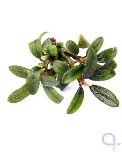 Bucephalandra spec. Needle Leaf - Nano Pflanze