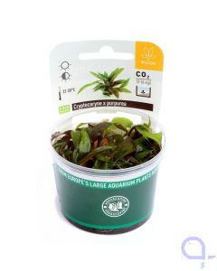 Cryptocoryne x purpurea - Purpurwasserkelch - In Vitro