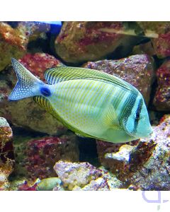 Zebrasoma desjardinii 