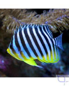 Bild1 Paracentropyge multifasciata - Zebra-Zwergkaiserfisch