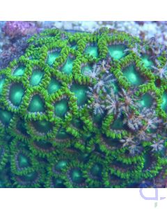 Zoanthus "Radioactive" Green