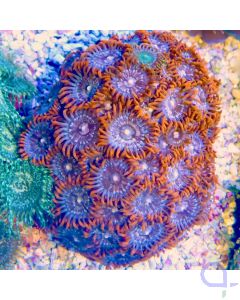 Zoanthus Orange