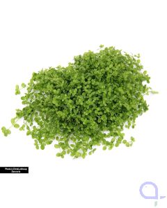 Micranthemum tweediei - Monte-Carlo Zwergperlkraut - Pad 10 x 15 cm