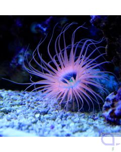 Cerianthus filiformis - Filigrane Zylinderrose - pink / orange