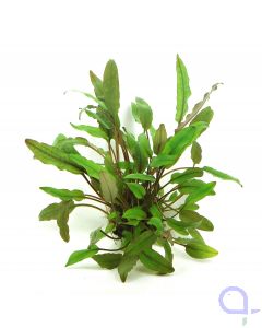 Cryptocoryne beckettii - Becketts Wasserkelch - Topfpflanze