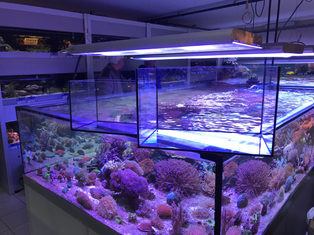 Glasbecken Aquarium
